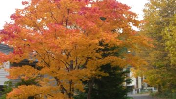 南中高度と日照